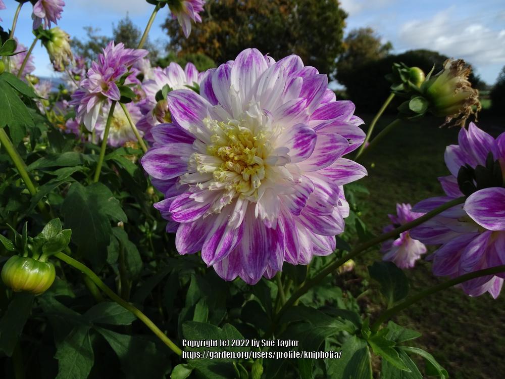 Photo of the bloom of Dahlia ‘Que Sera’ posted by kniphofia - Garden.org