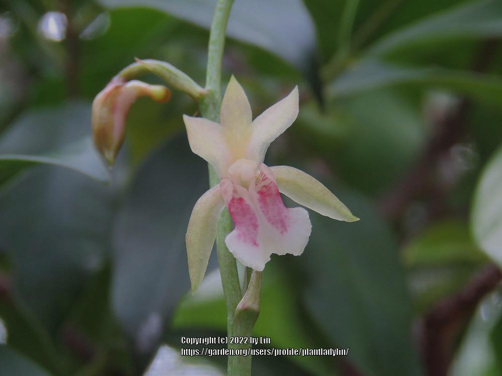 Photo of the bloom of Monk Orchid (Oeceoclades maculata) posted by