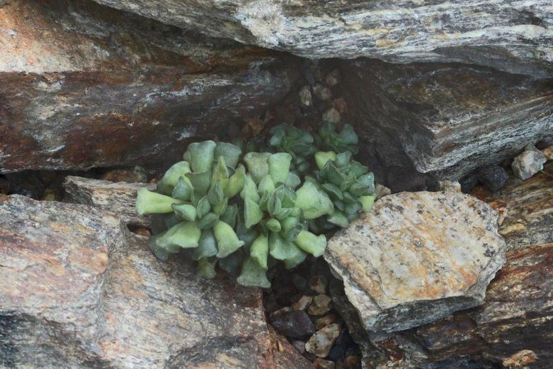 Photo of the entire plant of Plover Eggs Plant (Adromischus cooperi