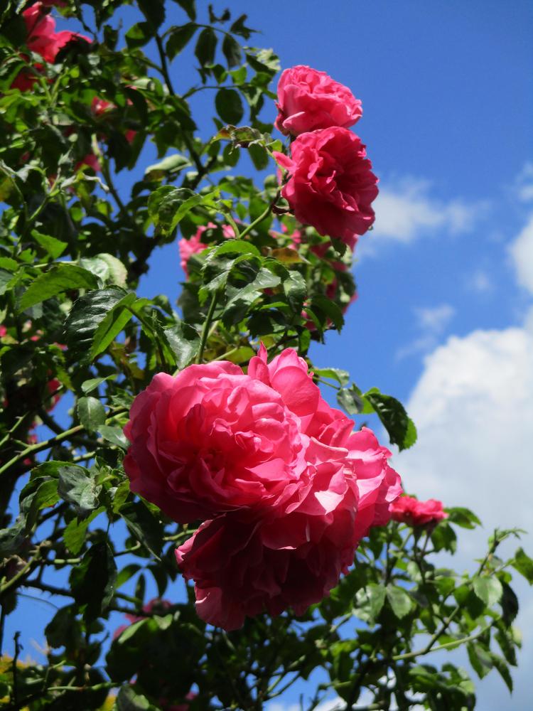 Photo of the bloom of Rose (Rosa &lsquo;Rosarium Uetersen&rsquo;) posted by