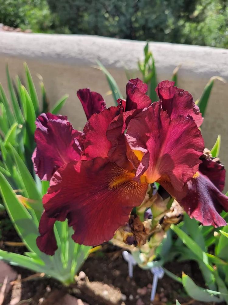 Photo of the bloom of Tall Bearded Iris (Iris 'Bernice's Legacy