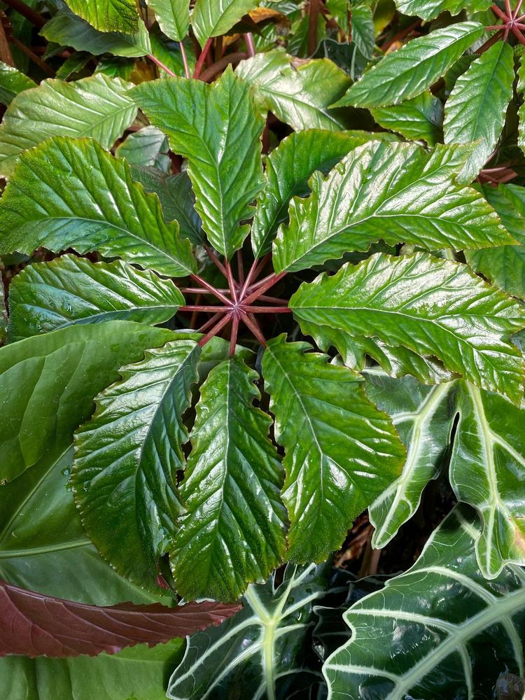 Photo of the leaves of Palm Leaf Begonia (Begonia carolineifolia) posted by SL_gardener