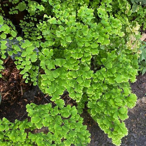 Brittle Maidenhair Fern (Adiantum tenerum 'Farleyense')