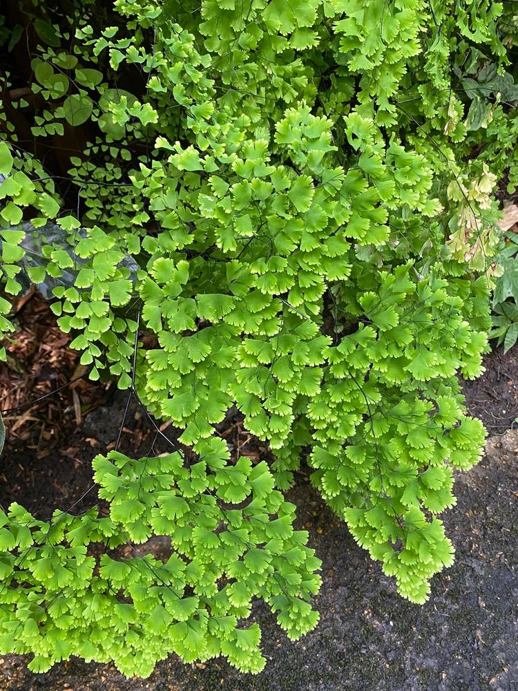 Photo of the leaves of Brittle Maidenhair Fern (Adiantum tenerum