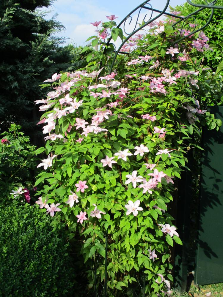 Photo of the entire plant of Clematis Pink Chiffon™ posted by