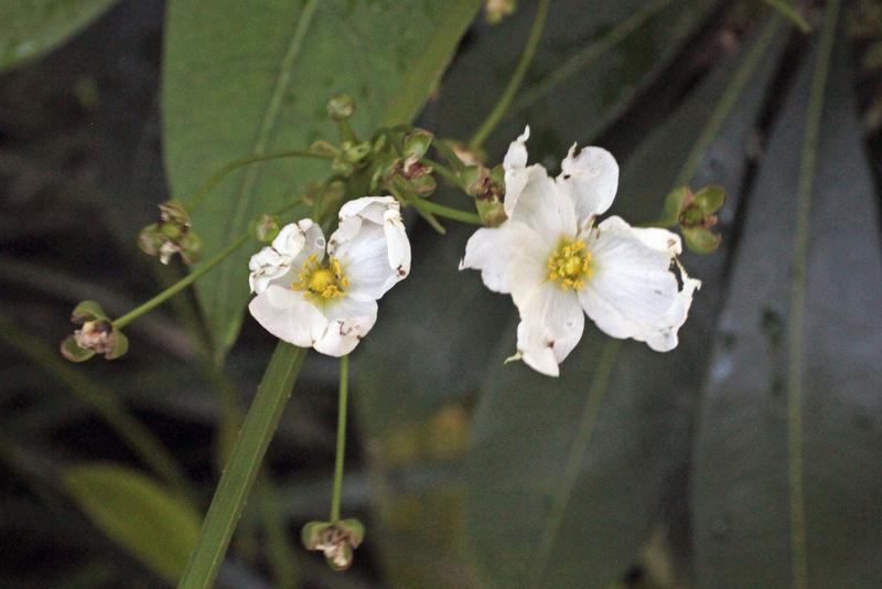 Photo of the bloom of Amazon Sword Plant (Aquarius paniculatus) posted by RuuddeBlock