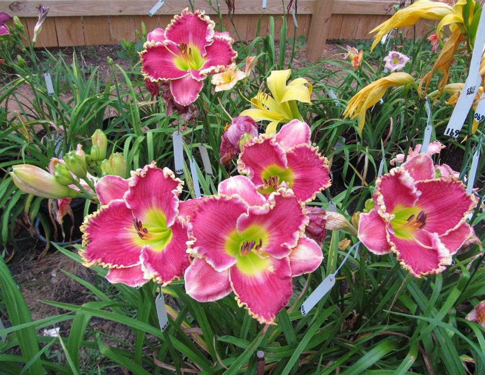 Photo of the entire plant of Daylily (Hemerocallis 'Rose Knockout