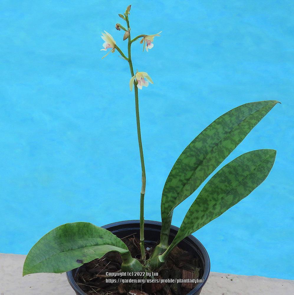 Photo of the entire plant of Monk Orchid (Oeceoclades maculata) posted