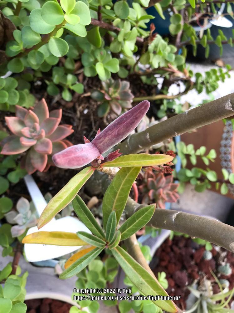 Photo of the seed pods or heads of Desert Rose (Adenium obesum 'Joker