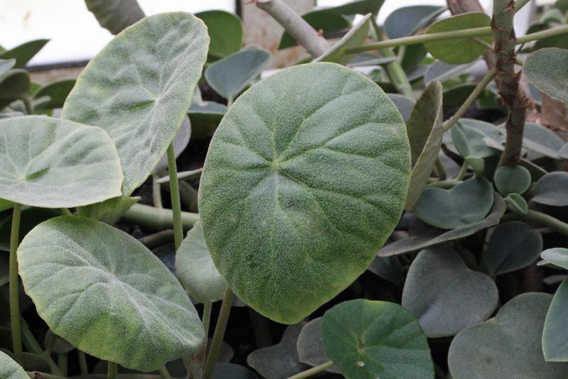 Photo of the leaves of Fuzzy Leaf Begonia (Begonia peltata) posted by