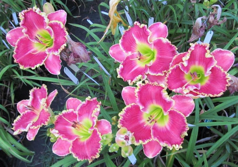 Daylily (Hemerocallis 'Rose Knockout') in the Daylilies Database