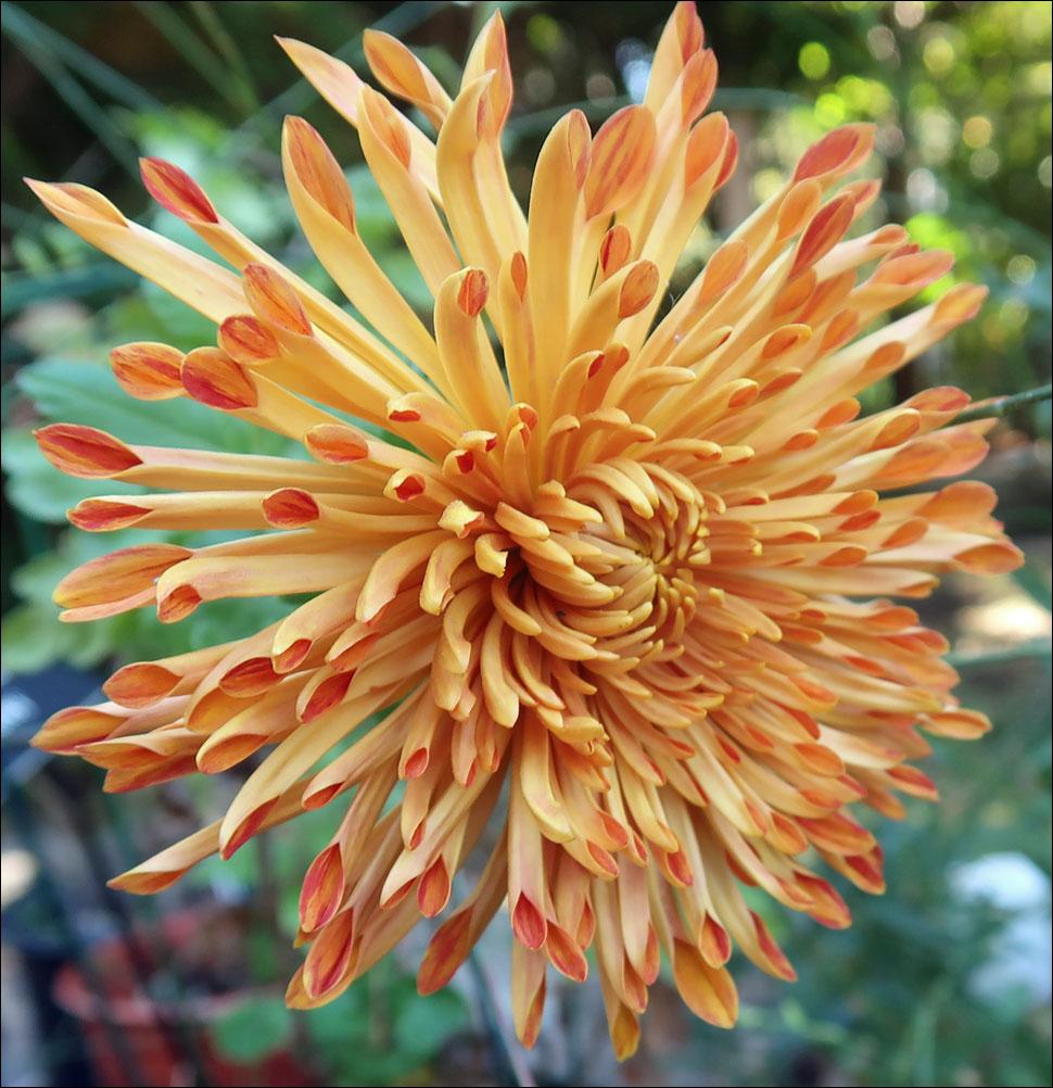 Photo of the bloom of Mum (Chrysanthemum 'Honey') posted by Polymerous