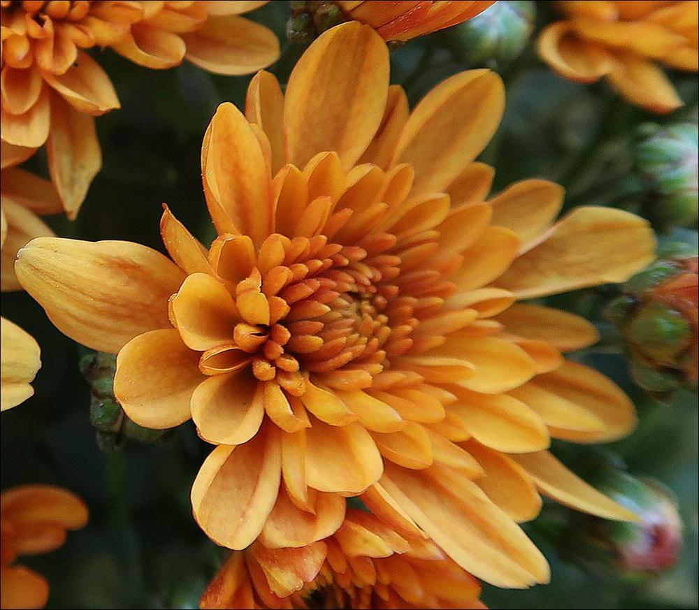 Photo of the bloom of Belgian mum (Chrysanthemum x morifolium