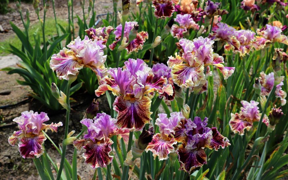 Photo of the bloom of Tall Bearded Iris (Iris 'Zip Zing Zowie') posted
