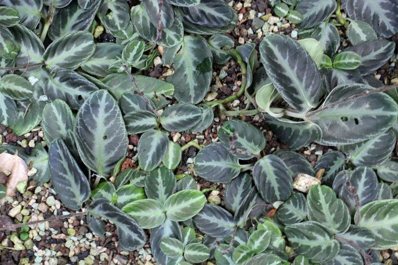 Photo of the entire plant of India Plant (Chamaeranthemum venosum