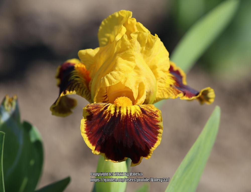Photo of the bloom of Standard Dwarf Bearded Iris (Iris 'Castelan Sun
