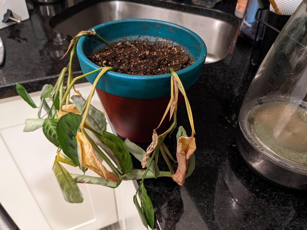 Prayer Plants not growing well in the Houseplants forum