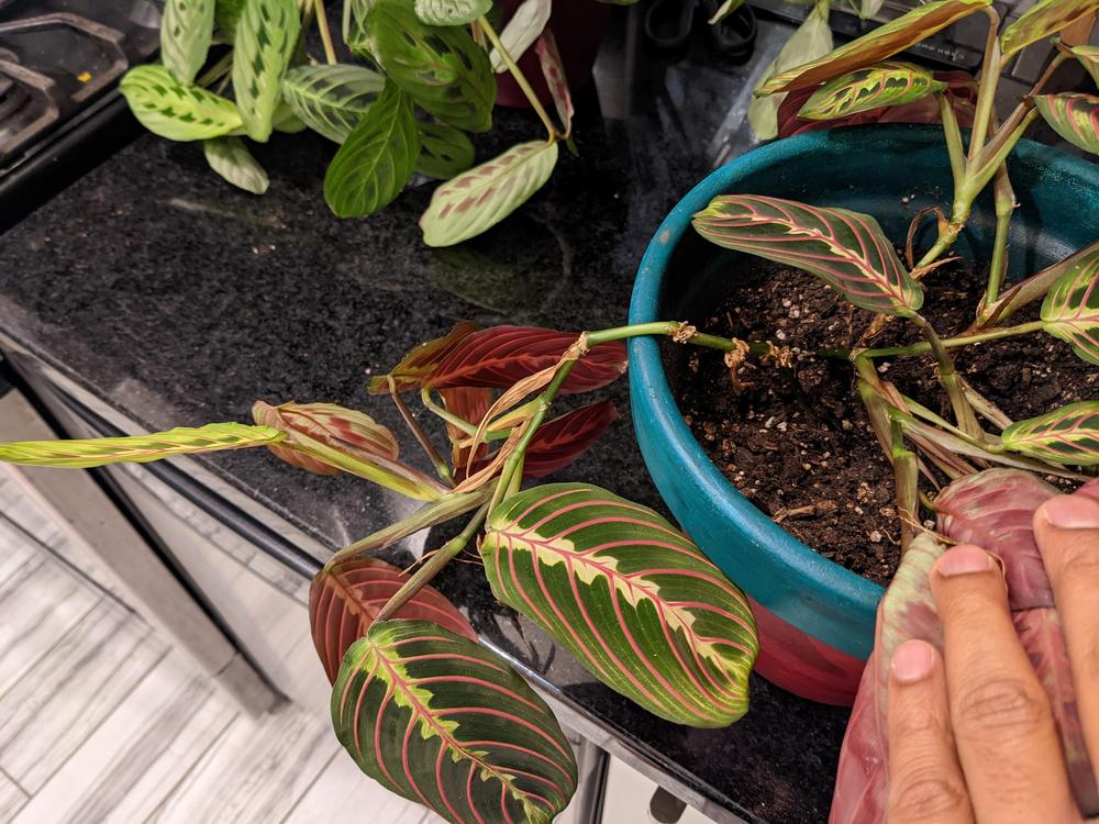 Prayer Plants not growing well in the Houseplants forum