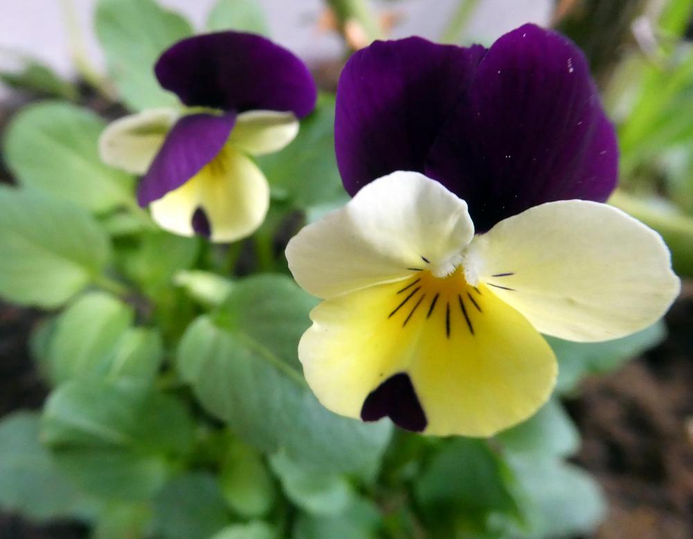 Photo of the bloom of Viola cornuta Penny™ Yellow Jump Up posted by