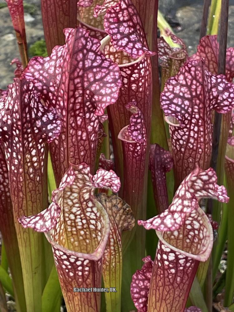 Photo of the entire plant of Pitcher Plant (Sarracenia x mitchelliana