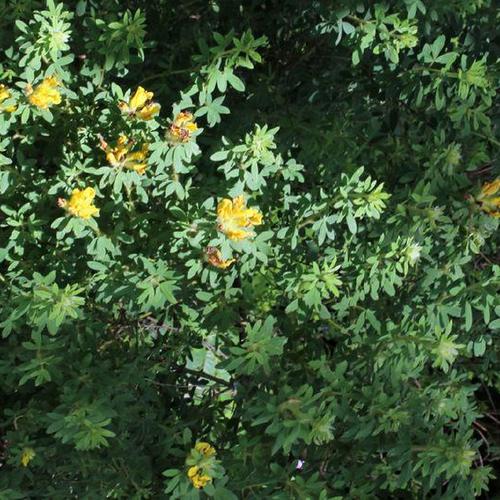 Broom (Chamaecytisus hirsutus)