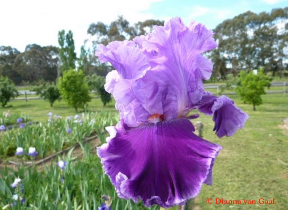 Photo of the bloom of Tall Bearded Iris (Iris 'Adlemi') posted by