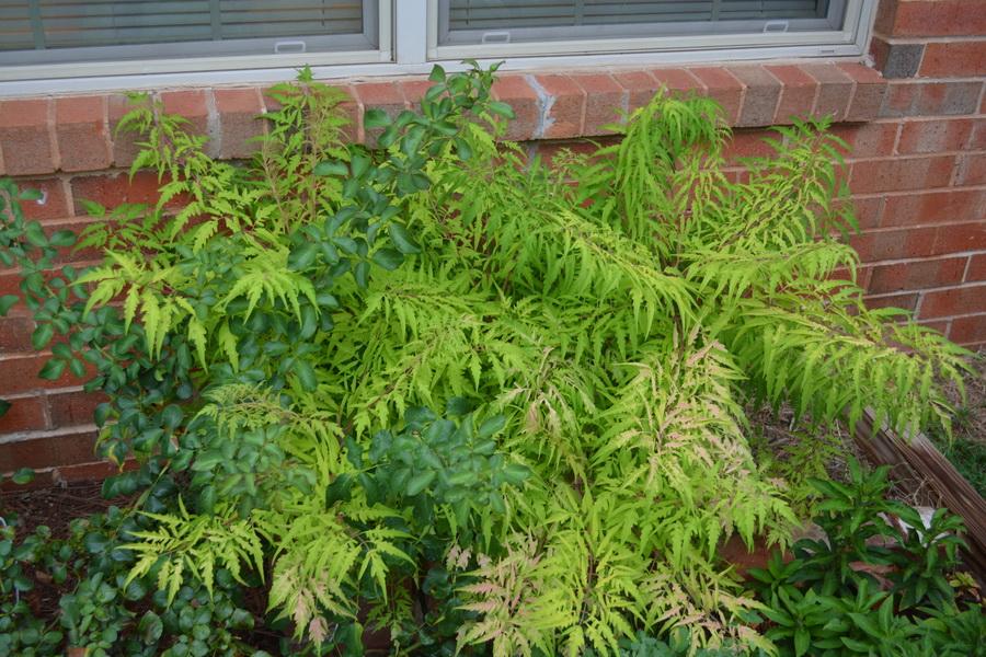 'Tiger Eyes' Sumac has explosive fall color in Plant Combination 13374