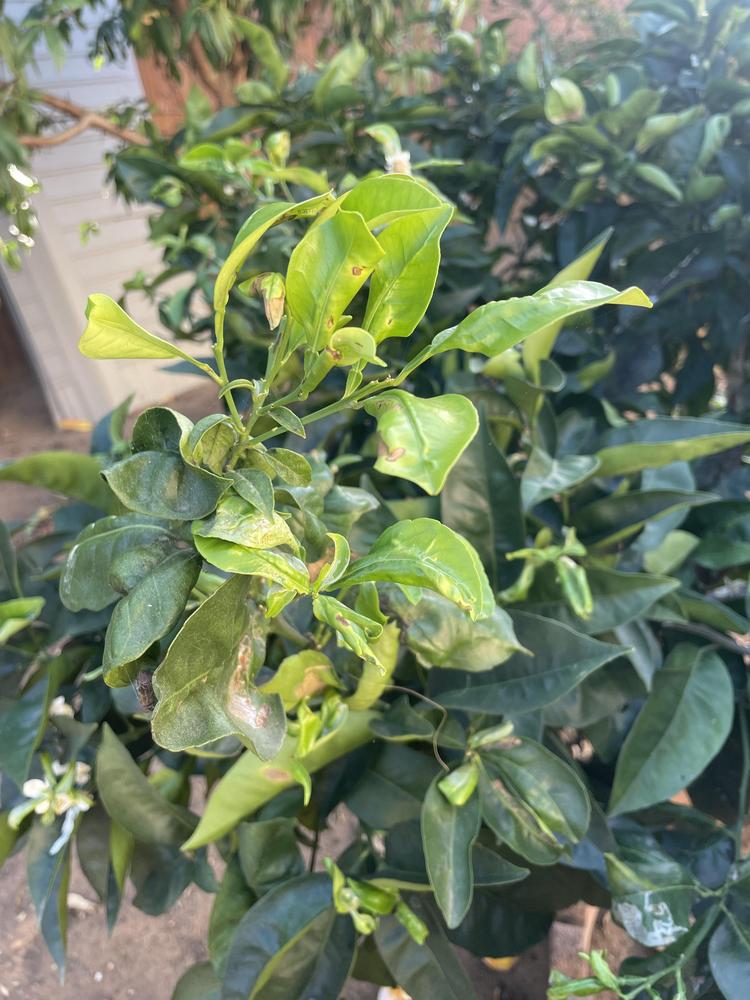 Orange tree leaf curl in the Ask a Question forum