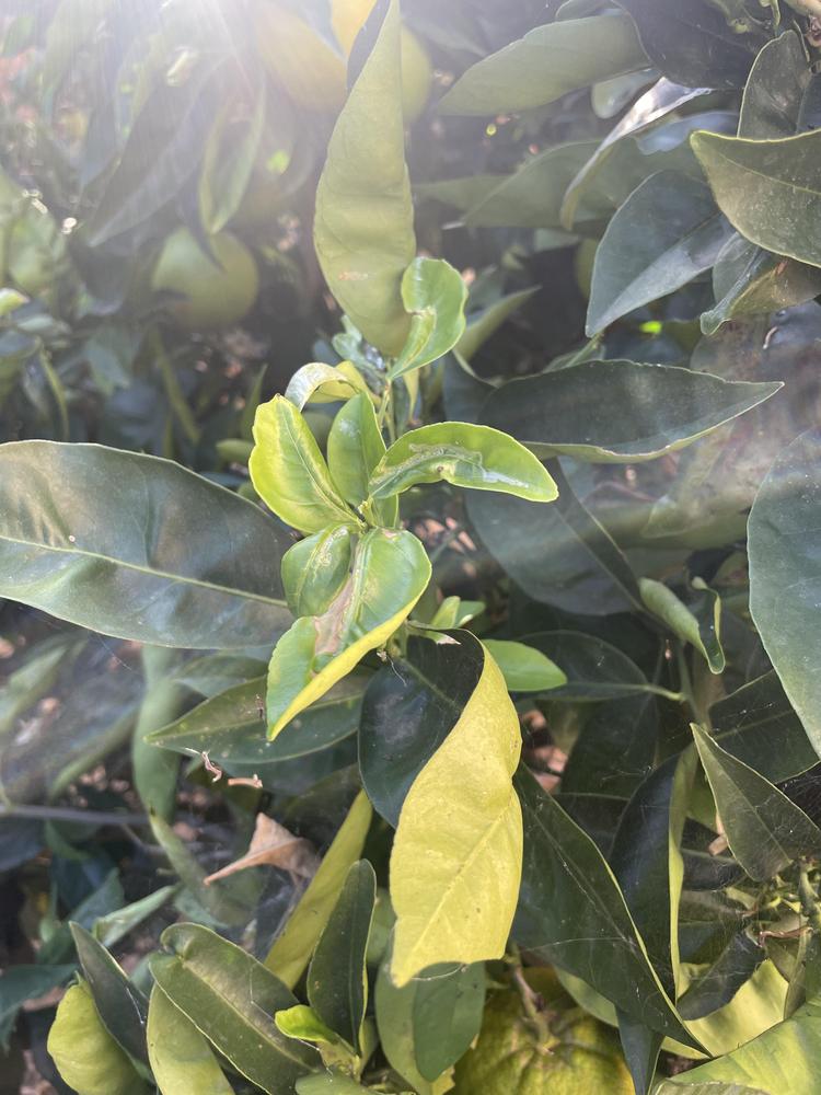 Orange tree leaf curl in the Ask a Question forum
