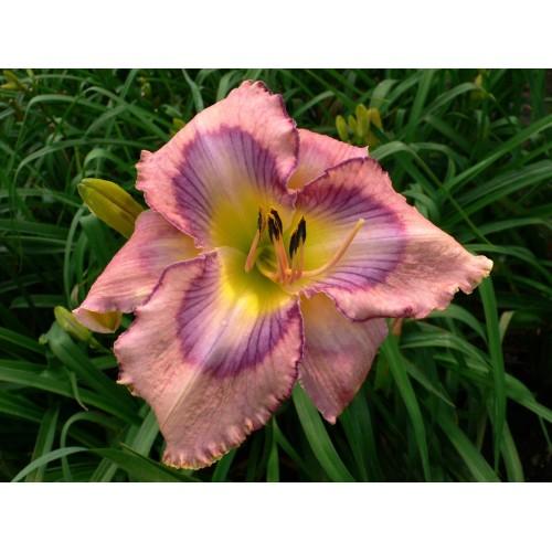 Daylily (Hemerocallis 'Asheville Butterfly') in the Daylilies Database