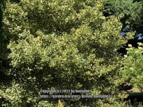 Hypericum Variagated Show your pretty variegated foliage! in the Variegated Foliage forum ...