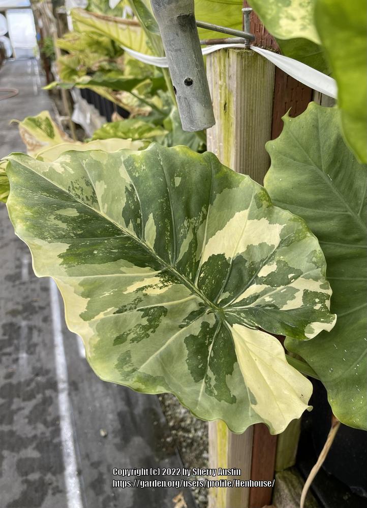 Upright Elephant Ear (Alocasia odora 'Variegata') in the Elephant Ears