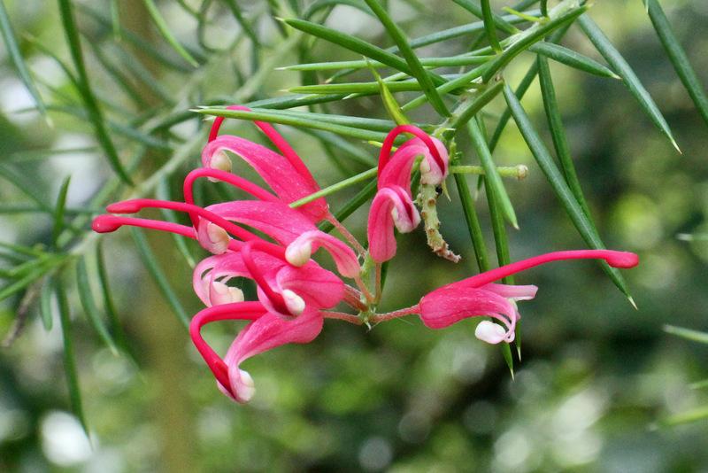 Rosemary Grevillea (Grevillea rosmarinifolia)