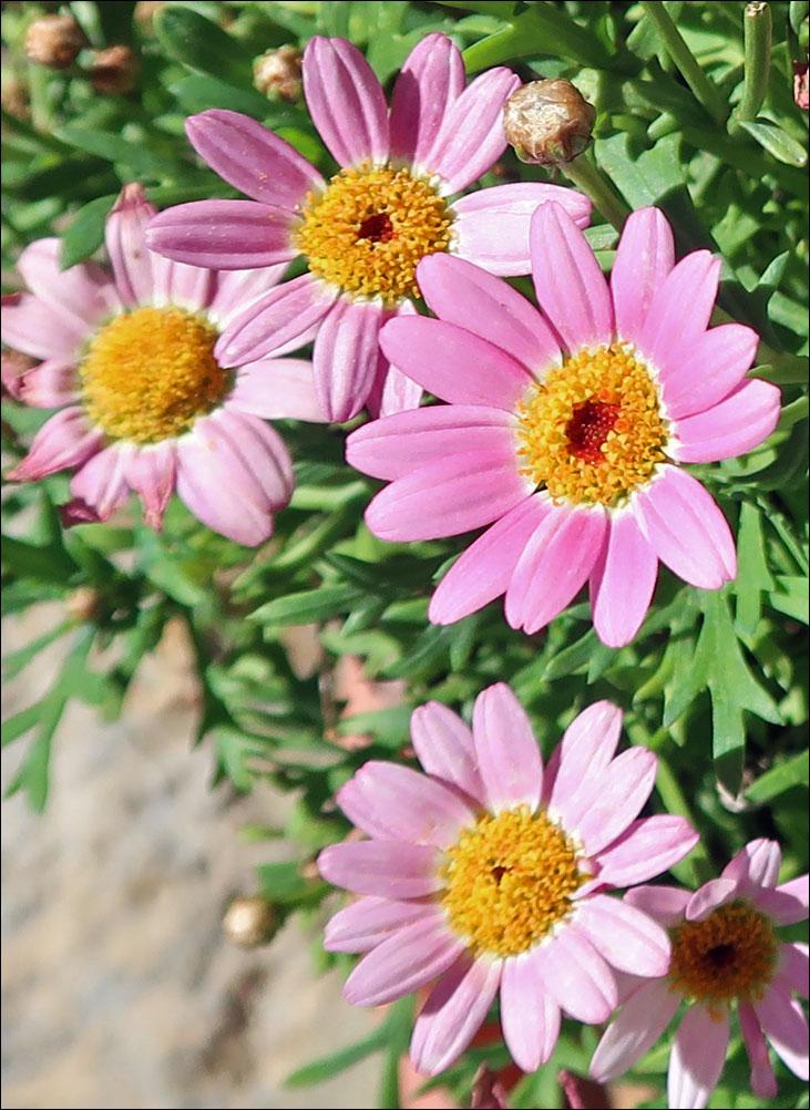 Photo of the bloom of Marguerite Daisy (Argyranthemum Madeira™ Deep Pink) posted by Polymerous