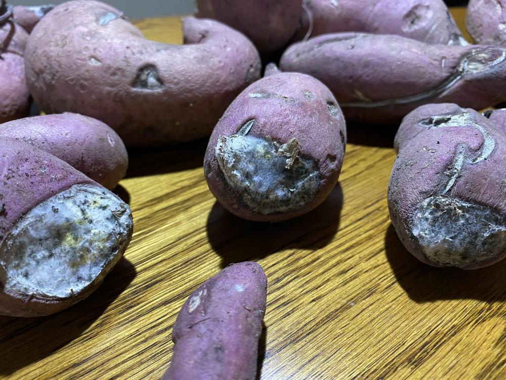 My harvested potatoes developed some mold on them, what should I do