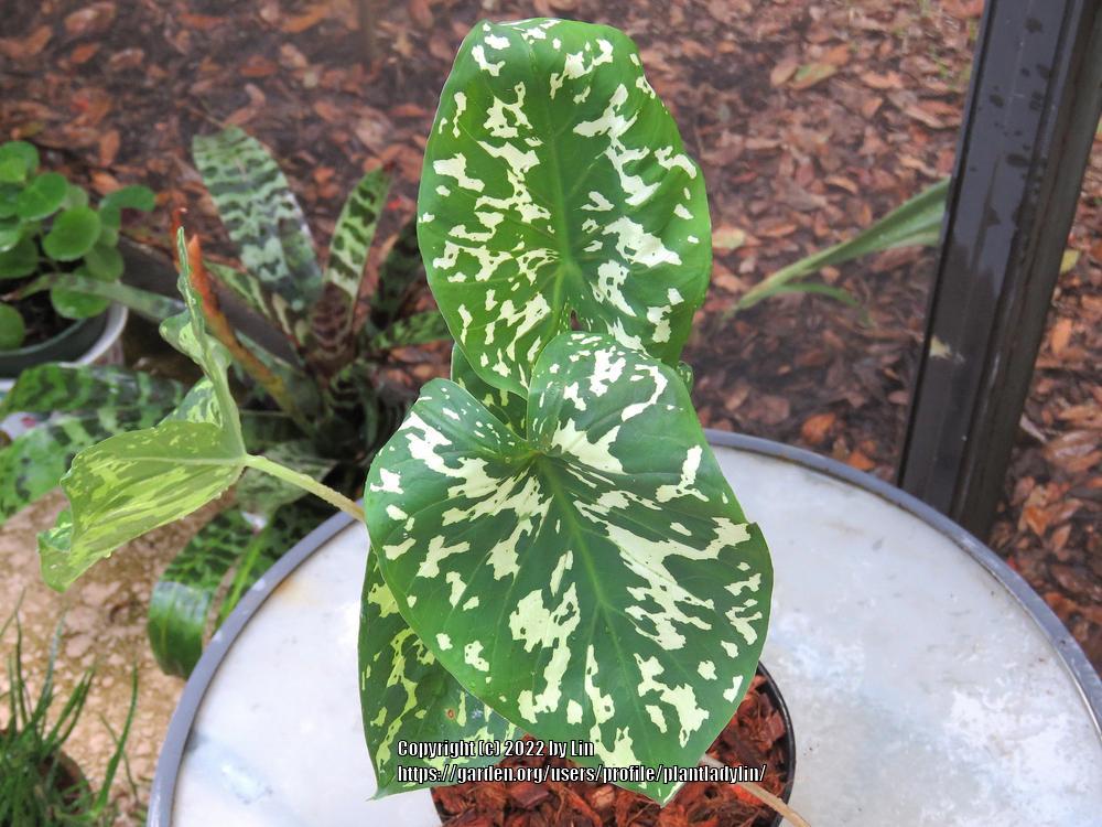 Elephant Ears (Caladium praetermissum 'Hilo Beauty') in the Caladiums