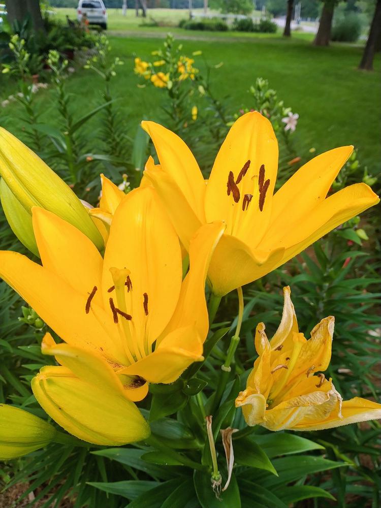 Photo of the bloom of Lily (Lilium 'Nashville') posted by HoodLily