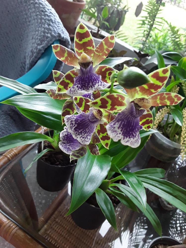 Photo of the entire plant of Orchid (Zygopetalum Jumpin Jack) posted by