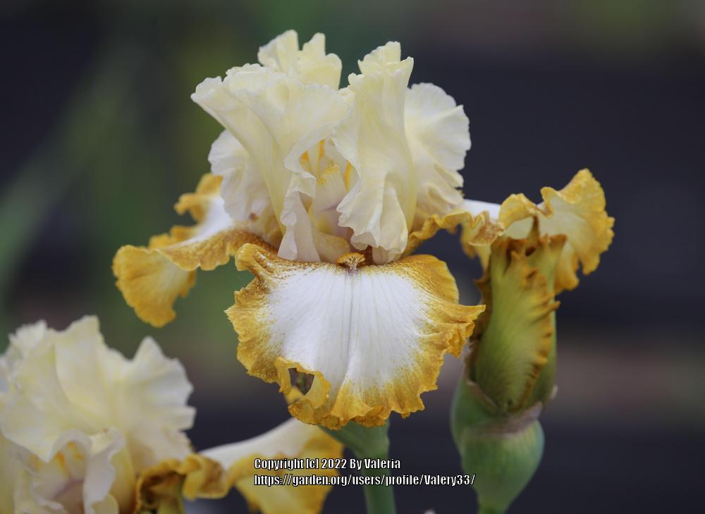 Photo of the bloom of Tall Bearded Iris (Iris 'Art Critic') posted by Valery33