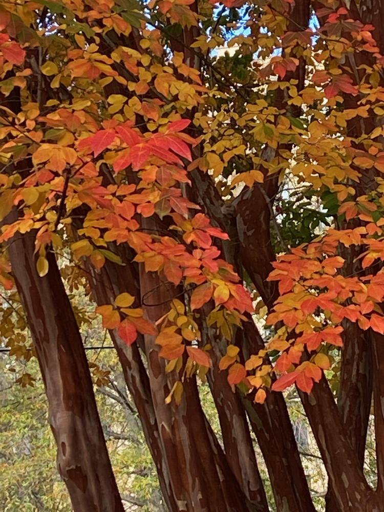 Photo of the fall color of Crepe Myrtle (Lagerstroemia 'Natchez ...