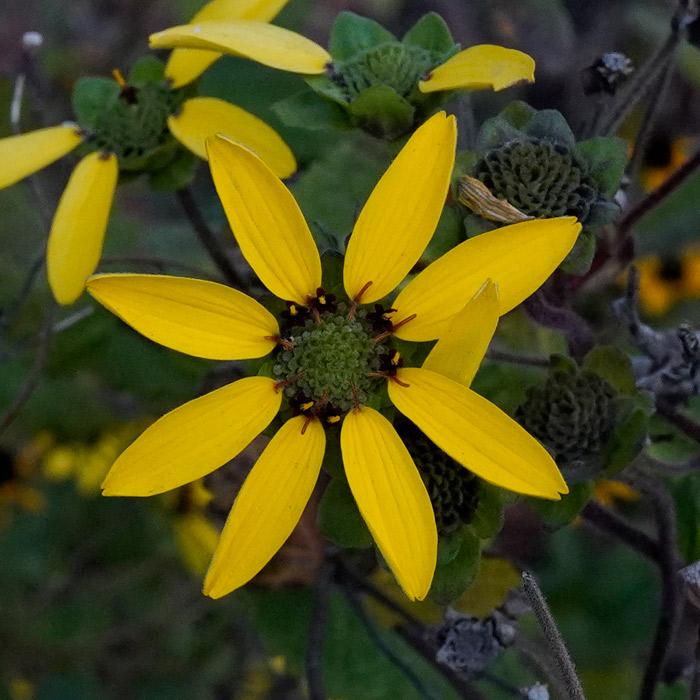 Photo of the bloom of Chocolate Daisy (Berlandiera lyrata) posted by
