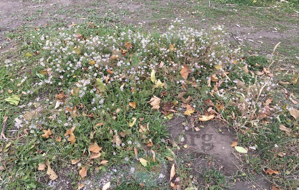 Western Aster (Symphyotrichum ascendens) in the Asters Database