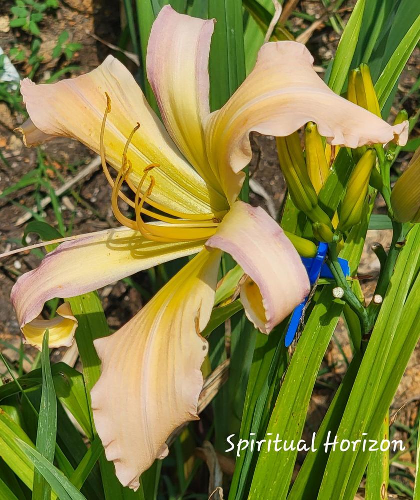 Daylily (Hemerocallis 'Spiritual Horizons') in the Daylilies Database