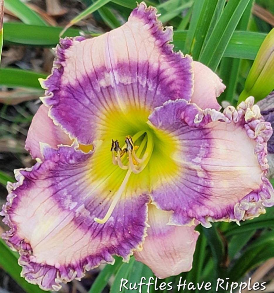 Daylily (Hemerocallis 'Ruffles Have Ripples') in the Daylilies Database ...