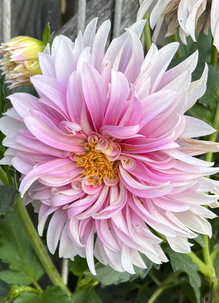 Dahlia 'Alloway Candy' in the Dahlias Database