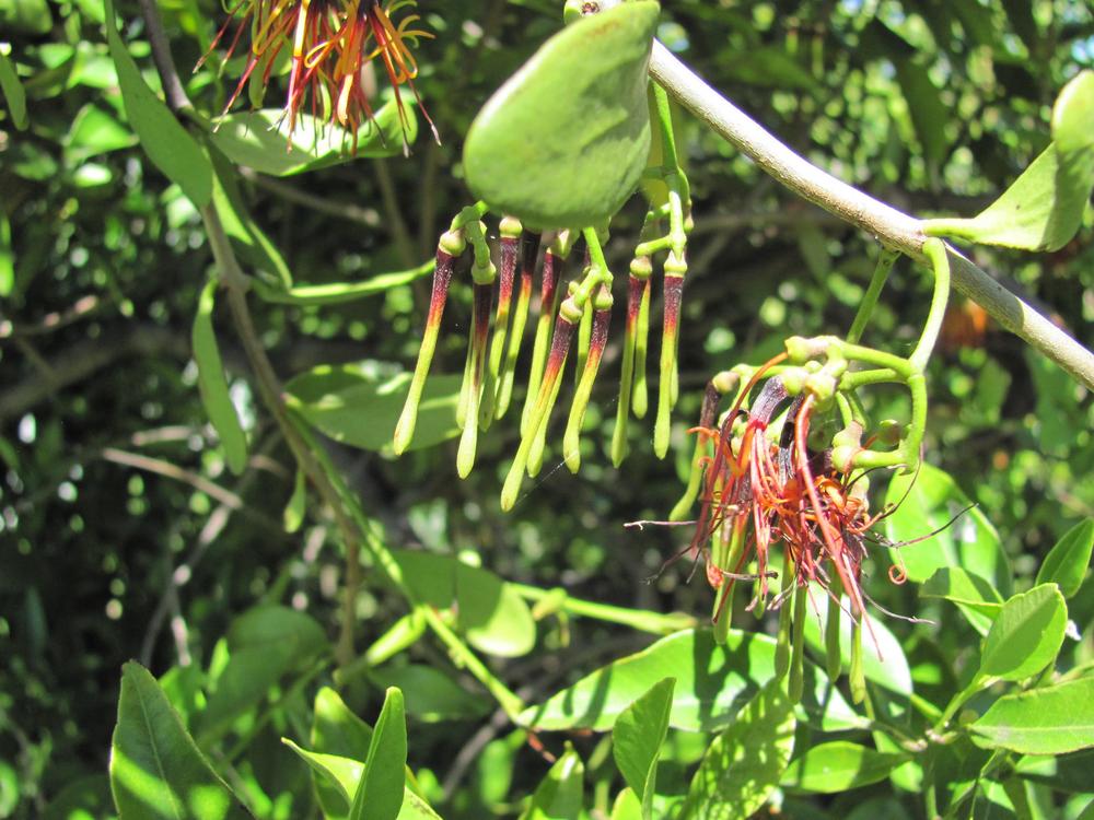 Parasite on Mandarin Tree in the Ask a Question forum