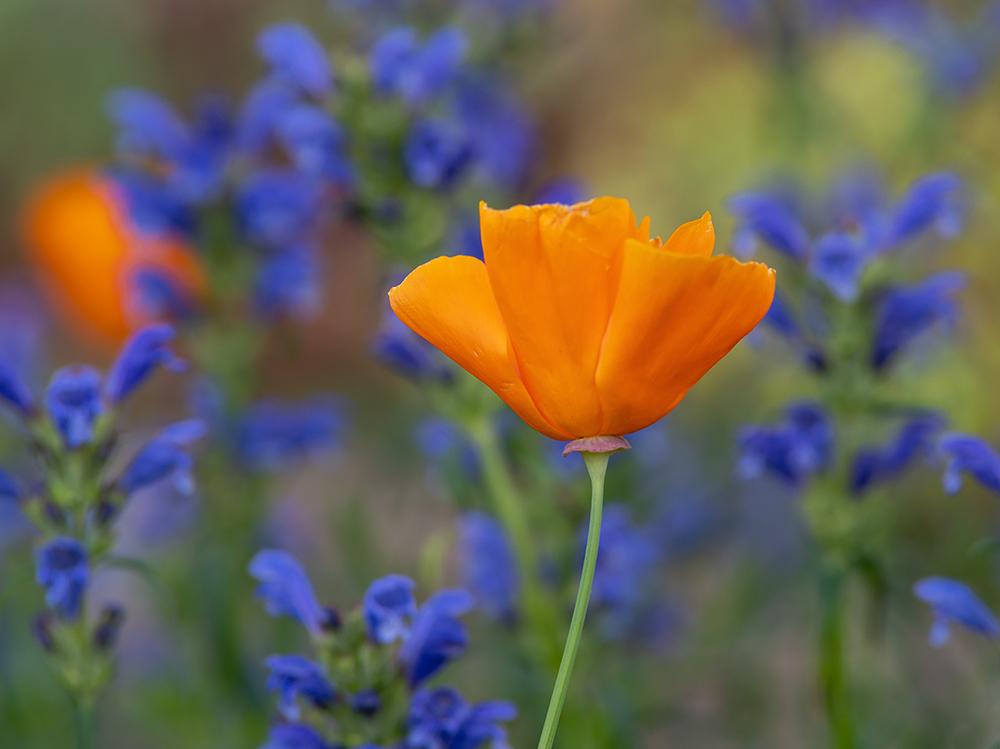 Camera in The 2022 Photo Contest Wildflowers and Native