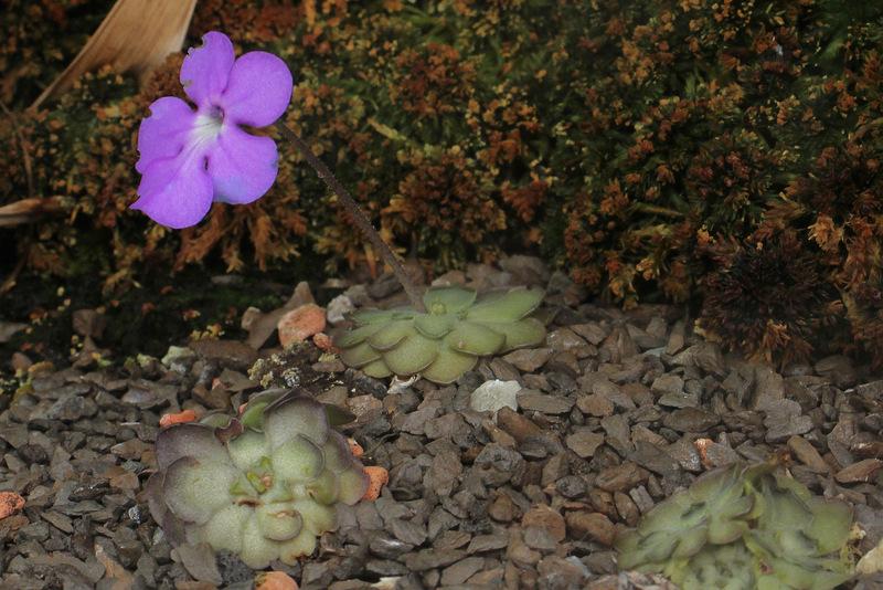 Photo of the bloom of Butterwort (Pinguicula cyclosecta) posted by