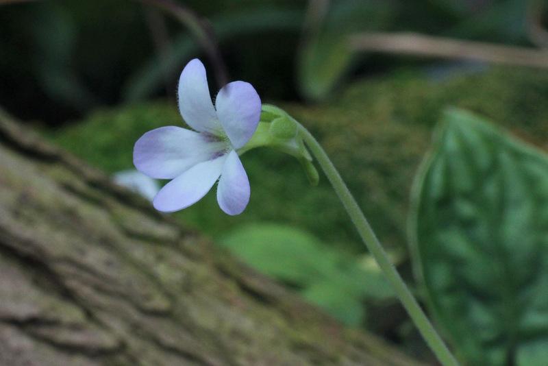 Photo of the bloom of Butterwort (Pinguicula agnata) posted by