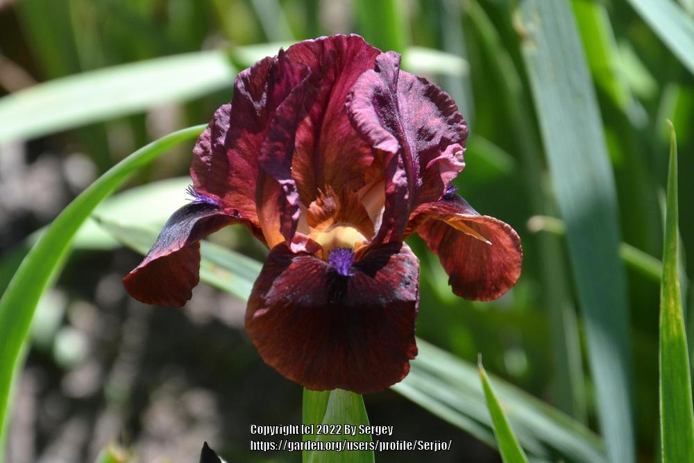 Photo of the bloom of Arilbred Iris (Iris 'Black Cherry Truffle